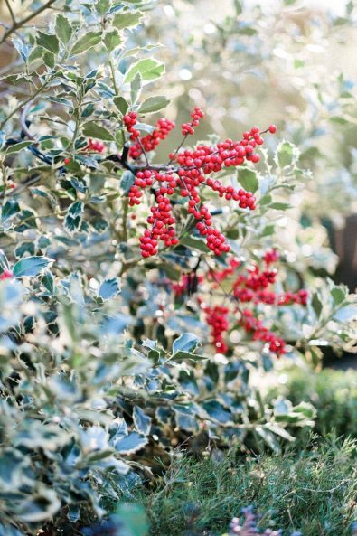 Red holly bush with red berries and mistletoe leaves.