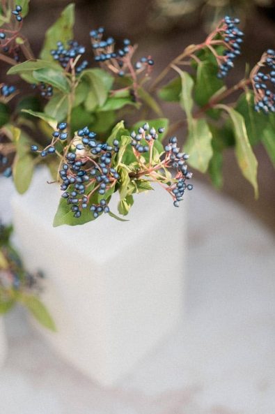 Blue winter bush berries.