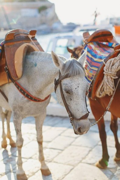 Beautiful grey carrying donkey with big black eyes.