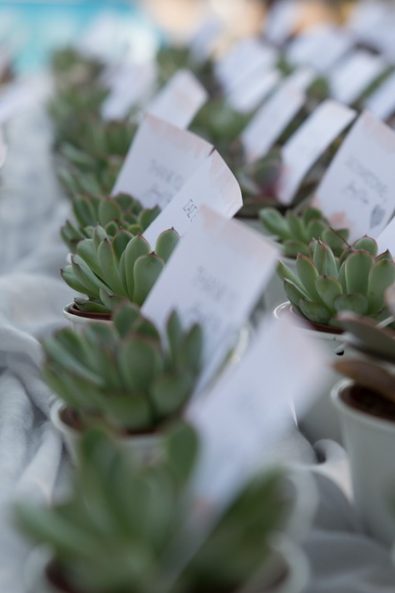 Succulents in a cream-beige colored pot as wedding favors with thank you cards for a Greek-Arabic wedding in Greece.