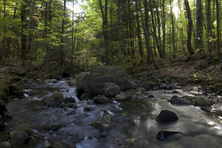 Kalamata Greece forest with trees , a river and rocks