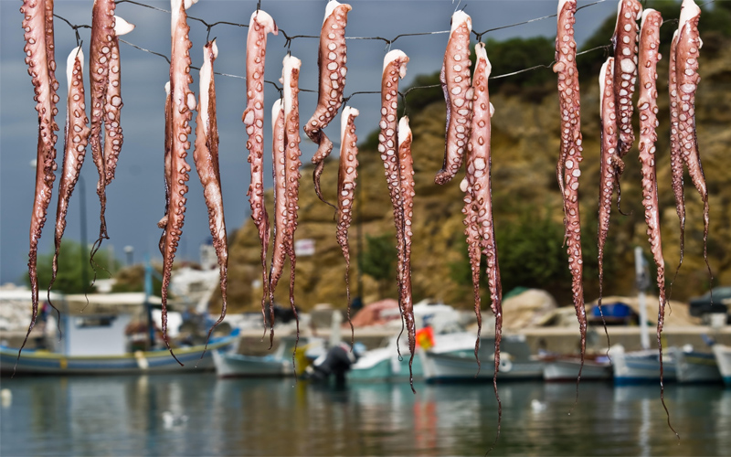 hanging octopuses at greek tavern